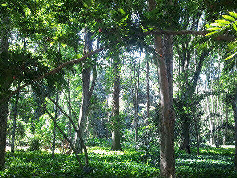 Forêt tropicale PELTIER BOIS